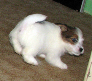 A puppy from the kennel Armonia Canina