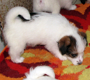 A puppy of Jack Russell Terrier