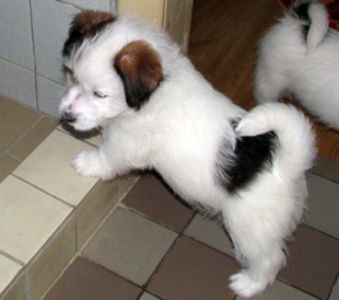 A puppy from the kennel Armonia Canina