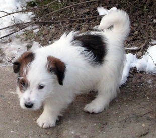 A puppy of Jack Russell Terrier