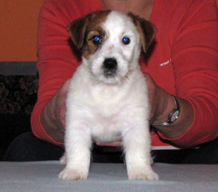 Ein Welpe von Jack Russell Terrier