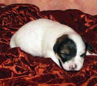 A female puppy from the kennel Armonia Canina