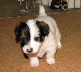 Štěně Jack Russell teriéra