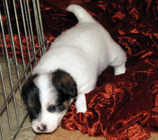 Una cucciola dall'allevamento Armonia Canina