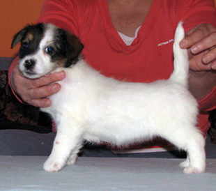 Štěně Jack Russell teriéra