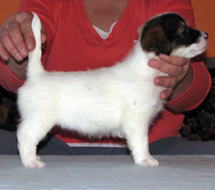 A puppy from the kennel Armonia Canina