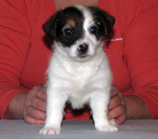 Una cucciola di Jack Russell Terrier