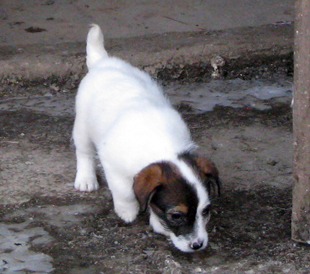 Kira di Armonia Canina