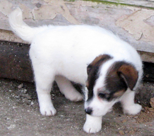 Štěně z chovatelské stanice Armonia Canina