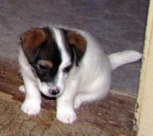 Štěně Jack Russell teriéra