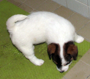 Una cucciola dell'allevamento Armonia Canina