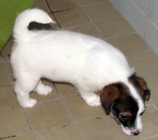 Štěně Jack Russell teriéra