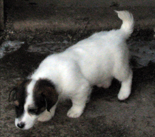 Uns cucciola di Jack Russell Terrier