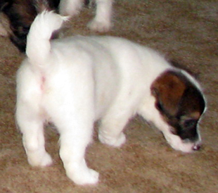 Ein Welpe von Jack Russell Terrier