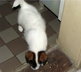 Una cucciola dell'allevamento Armonia Canina