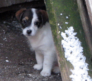 Štěně Jack Russell teriéra