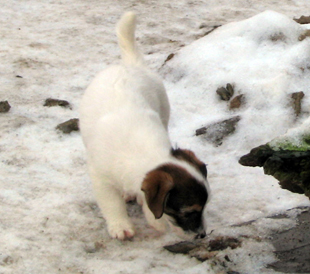 Štěně z chovatelské stanice Armonia Canina