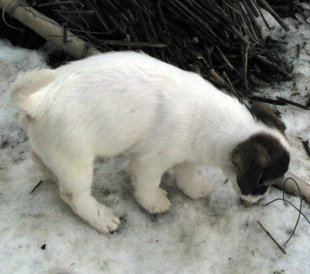 Kira di Armonia Canina