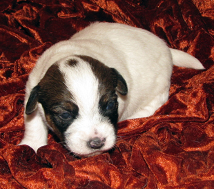 Jack Russell Terrier Welpe