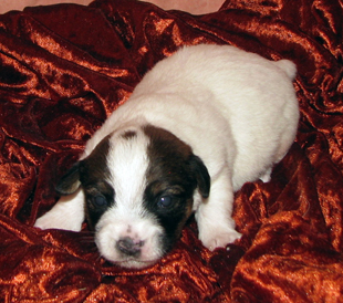 Un cucciolo dall'allevamento Armonia Canina