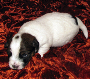 Jack Russell Terrier Welpe