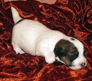 Un cucciolo dall'allevamento Armonia Canina