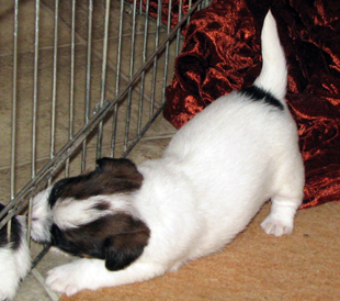 Cucciolo di Jack Russell Terrier