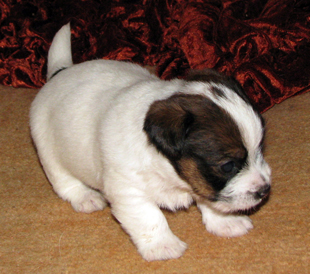 Un cucciolo dall'allevamento Armonia Canina