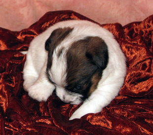 Cucciolo di Jack Russell Terrier