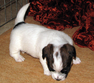 Un cucciolo dall'allevamento Armonia Canina