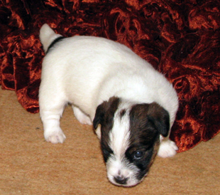 Un cucciolo dall'allevamento Armonia Canina