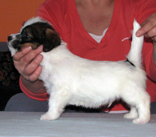 Jack Russell Terrier Welpe