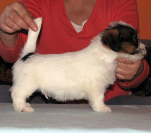 Un cucciolo dall'allevamento Armonia Canina