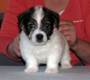 Un cucciolo di Jack Russell Terrier