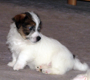 Un cucciolo dell'allevamento Armonia Canina