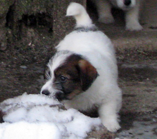 Ein Welpe von Jack Russell Terrier