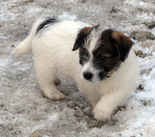 Un cucciolo dell'allevamento Armonia Canina