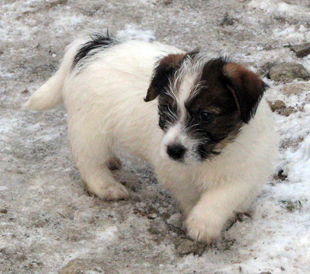 Ein Welpe aus dem Zwinger Armonia Canina