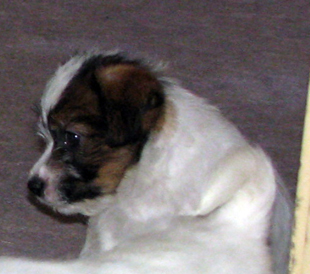 Ein Welpe von Jack Russell Terrier