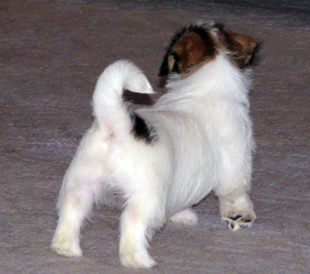 A puppy from the Armonia Canina kennel