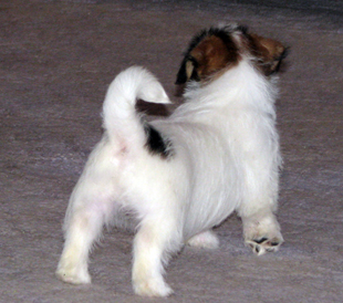 Un cucciolo dell'allevamento Armonia Canina