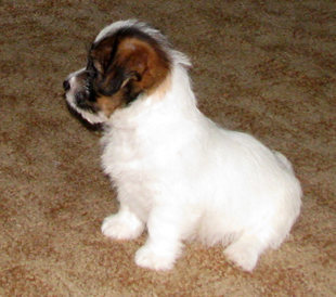 Un cucciolo di Jack Russell Terrier