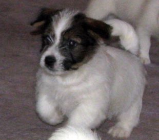 Un cucciolo di Jack Russell Terrier