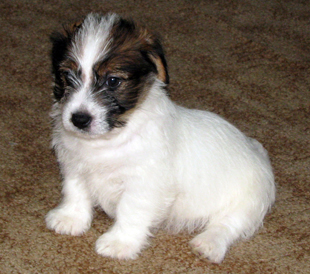 Ein Welpe von Jack Russell Terrier