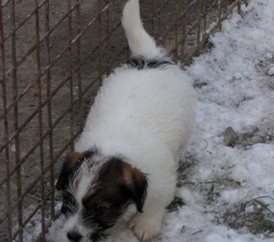 Un cucciolo dell'allevamento Armonia Canina