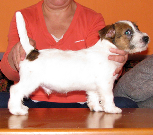 Un cucciolo dell'allevamento Armonia Canina