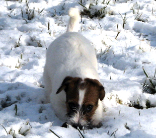 Ein Welpe von Jack Russell Terrier