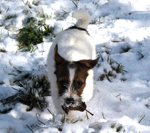 Ein Welpe aus dem Zwinger Armonia Canina