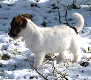 Ein Welpe von Jack Russell Terrier