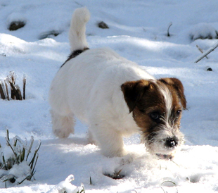 Štěně z chovatelské stanice Armonia Canina